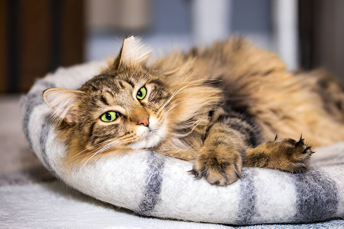 Benefits of Creating a Cozy Nook for Your Cat