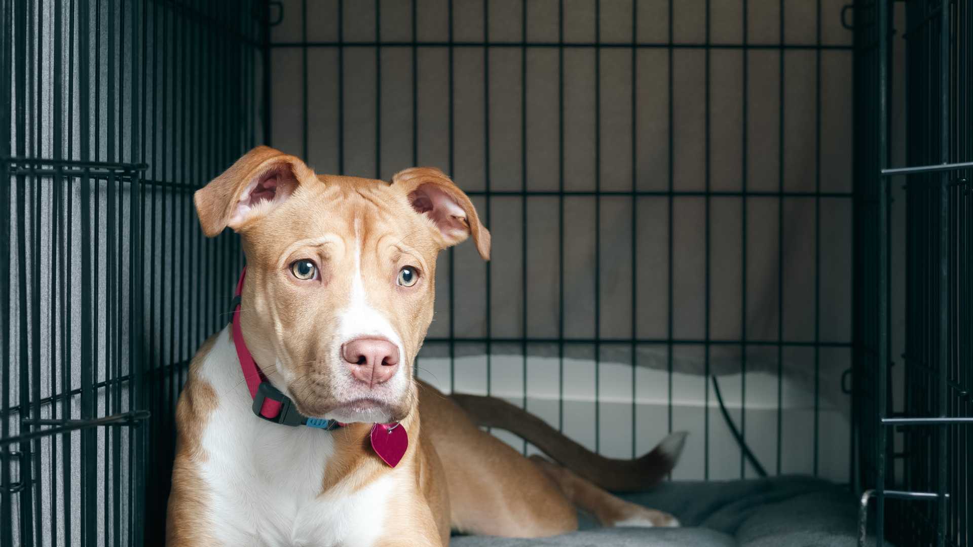 Illustration of Choosing The Right Size Large Dog Crate