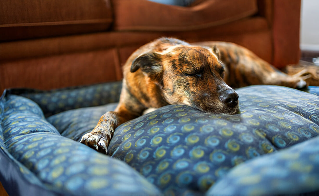 Common Mistakes to Avoid When Choosing Pet Furniture