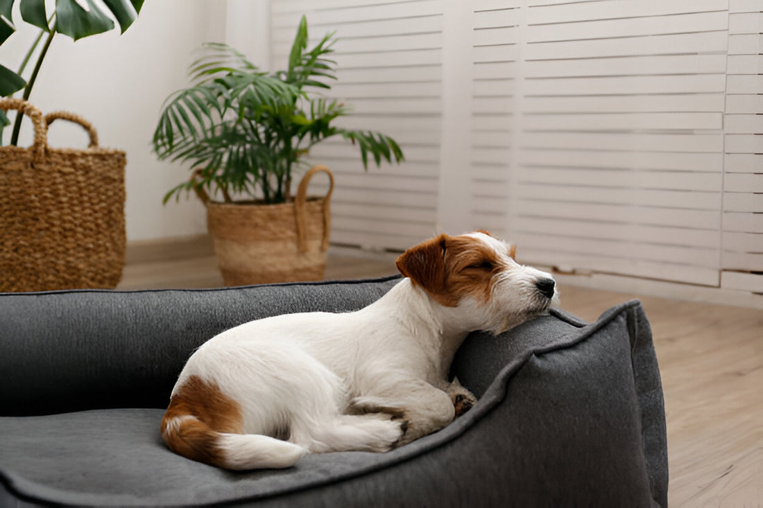 DIY Dog Bed Ideas: Make Your Pet's Bed at Home
