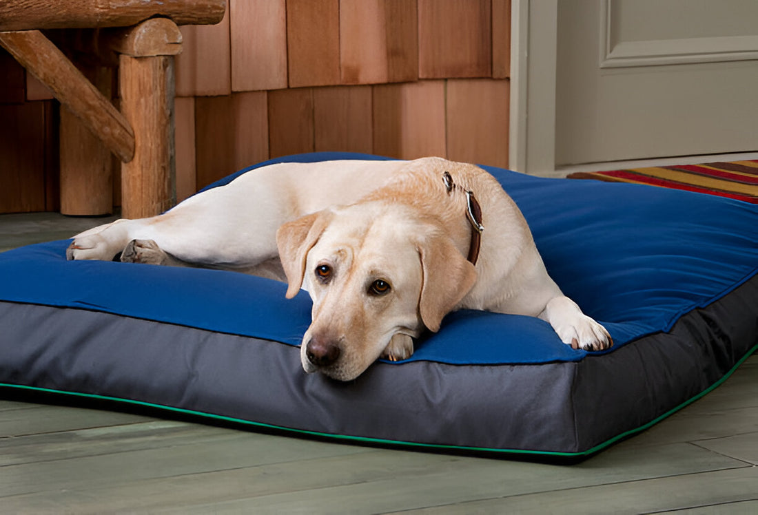 How to Create a Safe and Comfortable Space for Your New Puppy