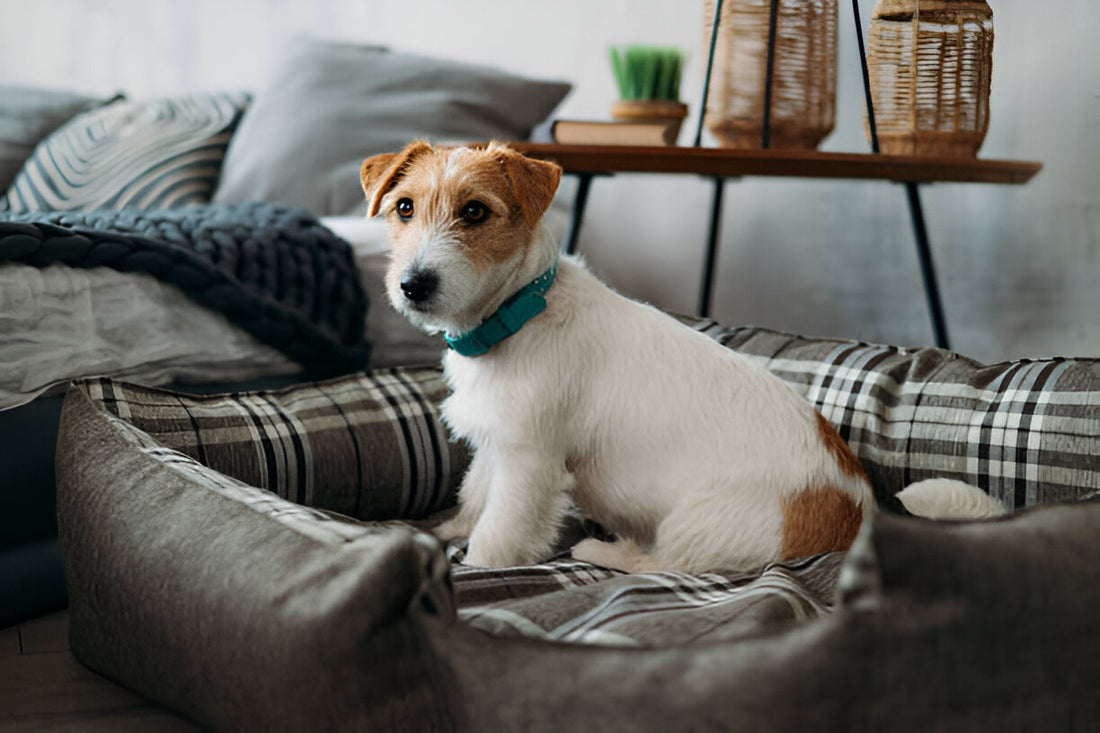 Memory Foam Dog Beds: Are They Worth the Investment?