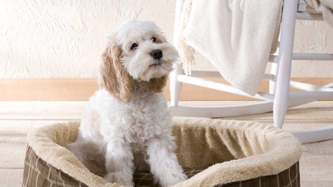Choosing the Perfect Bed for Your Dog: Comfort and Support