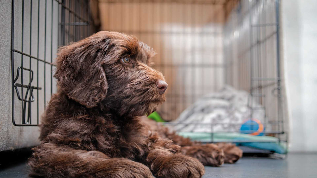 The Importance of Proper Ventilation in Dog Crates and Kennels