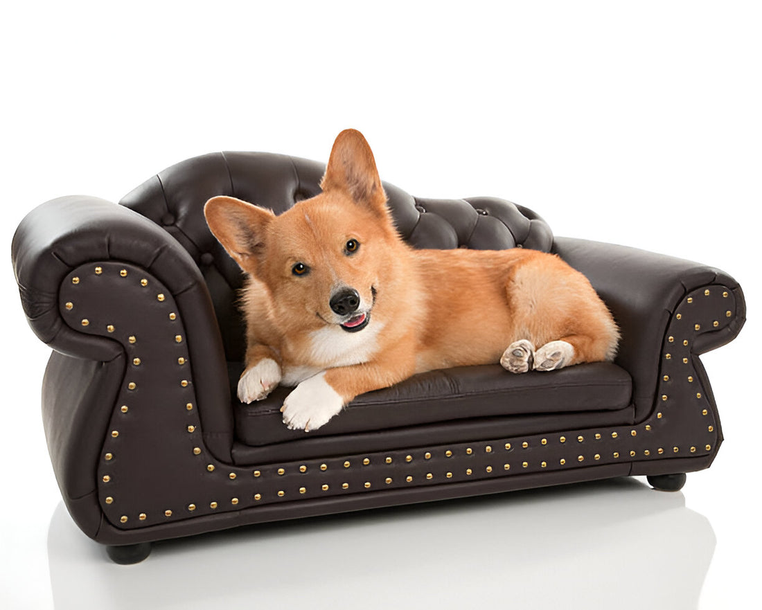 Why Elevated Dog Beds Are Gaining Popularity