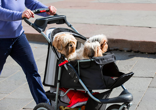 Benefits of Using a Pet Stroller for Elderly or Injured Pets