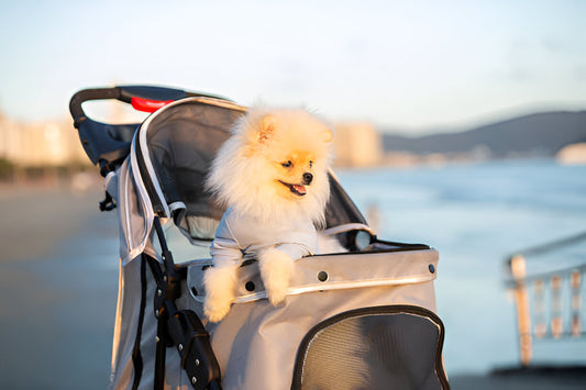 Choosing Between a Pet Carrier and a Pet Stroller: What to Consider