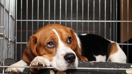 The Role of Dog Cages in Managing Separation Anxiety