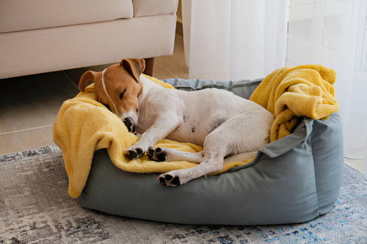 Eco-Friendly Pet Beds: Sustainable Options for Your Furry Friend