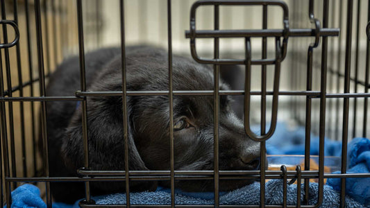 Traveling with Your Dog: How to Choose the Best Portable Dog Crate