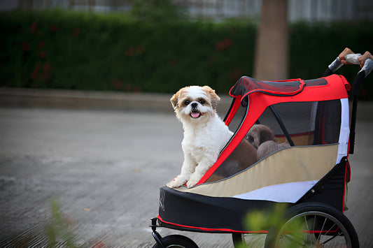 How to Get Your Pet Comfortable with a Stroller or Pram