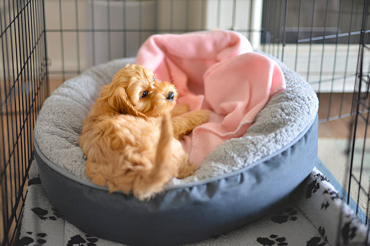 How to Measure Your Pet for the Perfect Bed, Crate, or Kennel