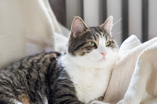 How to Select a Bed for Your Cat Based on Sleeping Habits