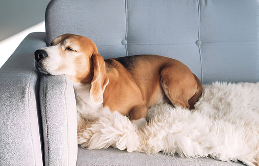 Pet Furniture Trends: What's Popular in 2024?