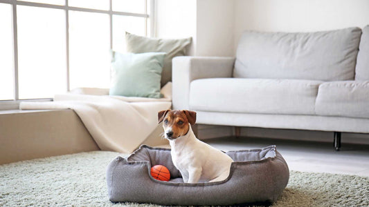 How to Customize Pet Furniture to Match Your Home Decor