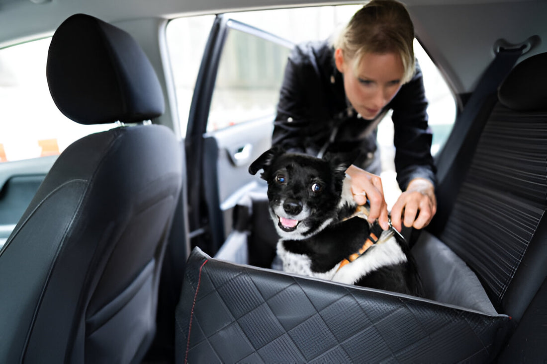 Tips for Safely Traveling with Pets in a Car