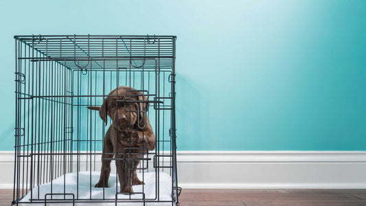 Setting Up a Dog Crate Training Routine: Tips and Tricks