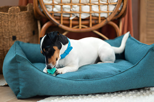 The Benefits of Orthopedic Dog Beds for Senior Pets