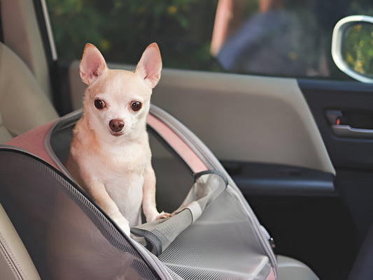 Travel Essentials for Pets: Must-Have Accessories for Car Journeys