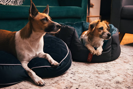 Understanding Different Pet Bed Fillings: Foam, Cotton, and More
