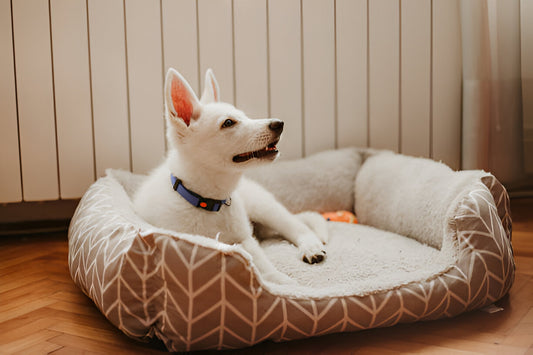 Understanding Your Pet's Sleep Needs: How Much Rest Is Enough?