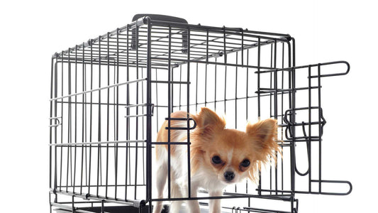 Top 5 Benefits of Using a Dog Crate for Training and Safety