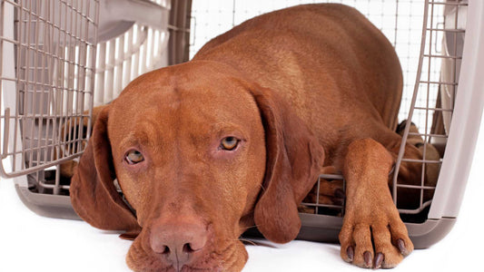 How to Make Your Dog's Crate a Comfortable and Inviting Space