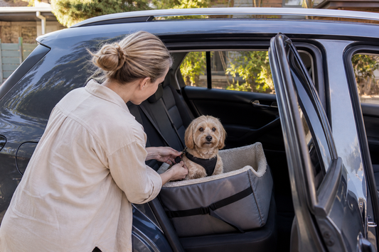 Small dog in a rear-seat travel setup inside a parked Australian car