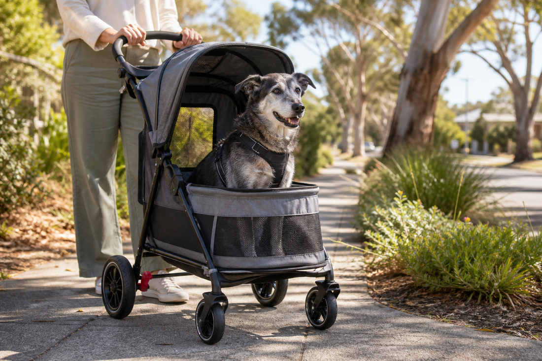 Senior dog riding calmly in a ventilated dog pram on an Australian footpath