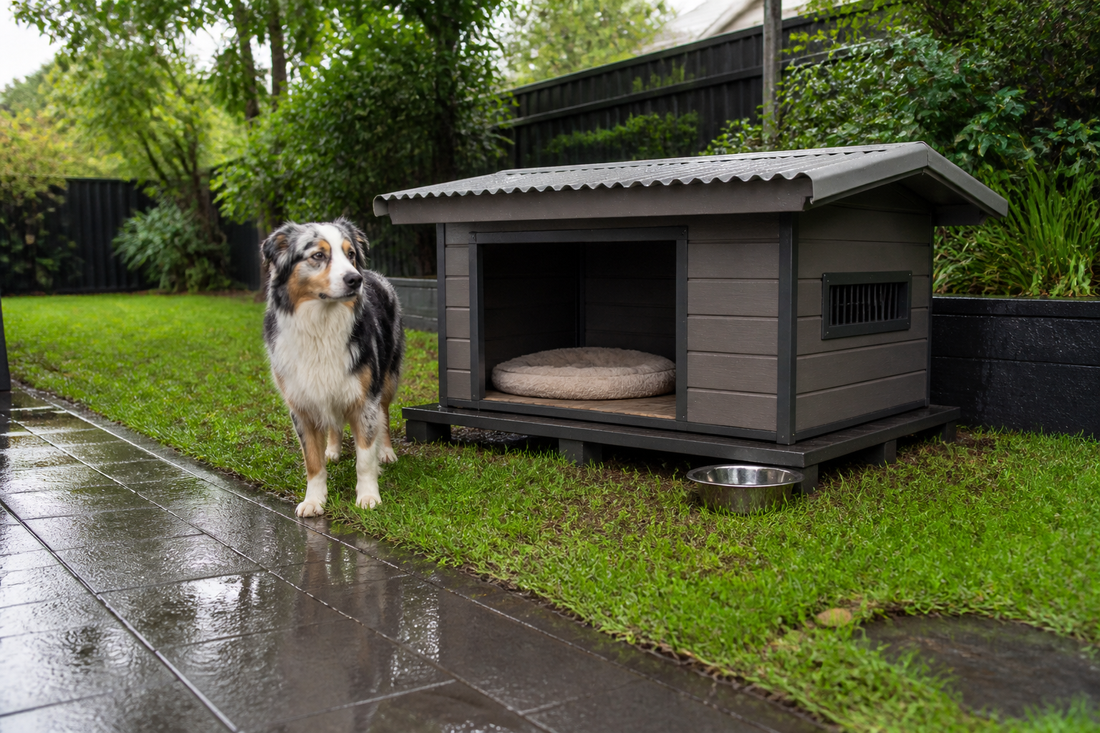 Dog beside a raised outdoor kennel with dry bedding after rain in an Australian backyard