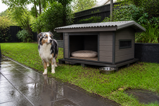 Dog beside a raised outdoor kennel with dry bedding after rain in an Australian backyard